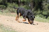 JAGDTERRIER ALLEMAND 039